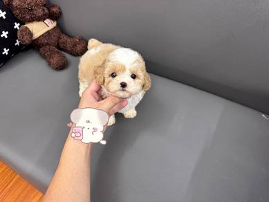 Party color poodle -Girl 