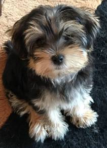 Precious Maltipoo tiny cute fluffy companian puppy