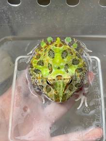 mutant pacman frog adult
