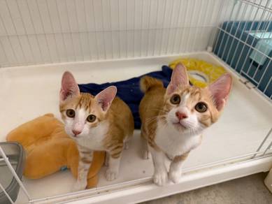 4 month cat male free adopt