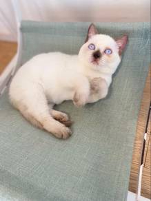 British shorthair