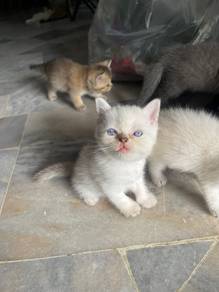 white bsh british shorthair kitten