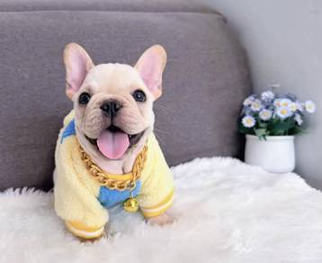 FRENCH BULLDOG PUPPIES VIP260🌻Cute & Healthy Boy
