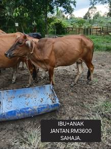 Lembu betina+Anak jantan