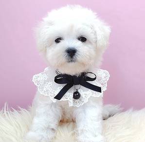 Bichon
