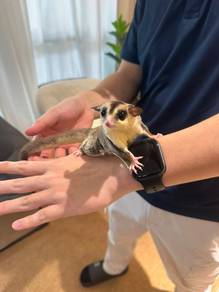 Sugar glider white face