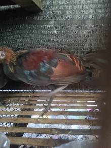 Ayam hutan ori 