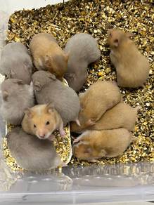 hamster syrian