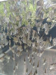Angel Fish (small)