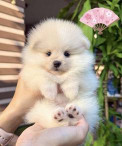 POMERANIAN PUPPIES P117 available cute cute