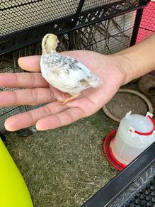 Selling Japan Quail Ayam Puyuh Japan