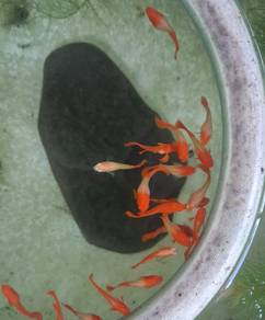 guppy koi red ear