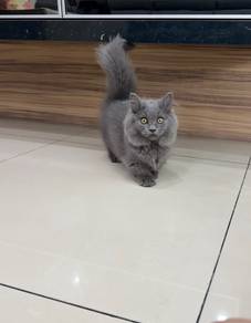 Longhair Munchkin blue kitten