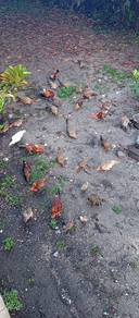 ayam hutan