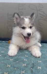 Wooly husky puppies