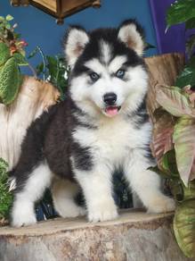 Alaskan Wooly Husky (Female) Negotiable 长毛哈士奇 可商量