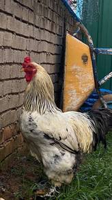Induk Light Brahma