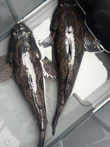 Soon Hock, Marble Goby/Ketutu