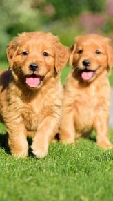 Golden Retriever''