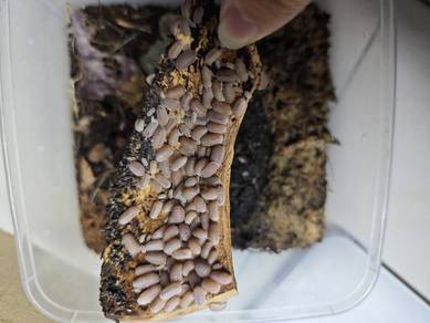 isopods