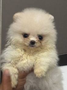 Pomeranian