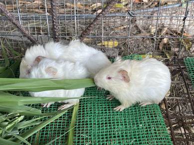 Guinea pig Albino