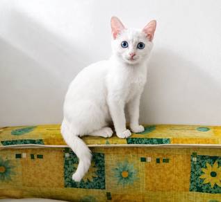 Anak Kucing Khaomanee Betina