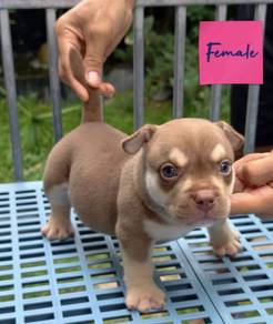 AMERICAN BULLY PUPPIES D77 🐻 Available Exotic