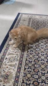 Mainecoon Male