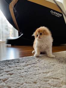 Scottish fold