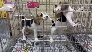 Beagle with MKA Cert Microchip Pup