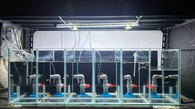 Aquarium Tank Custom + Sponge Filter