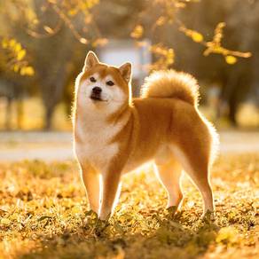 Shiba inu
