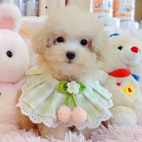 Toy Poodle