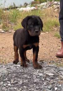 Rottweiler High Quality puppy male female