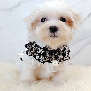 Maltese
