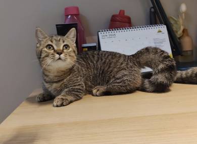 Super short BSH munchkin Kitten FeMale