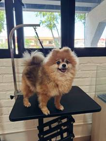 High Quality Pomeranian for Adoption