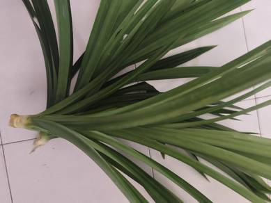 Daun Pandan fresh