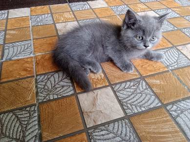Bsh 