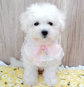 Bichon