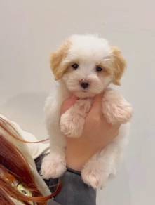 G45 Cute Maltipoo Puppy