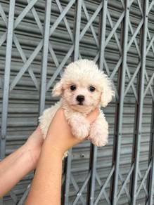 bichonpoo