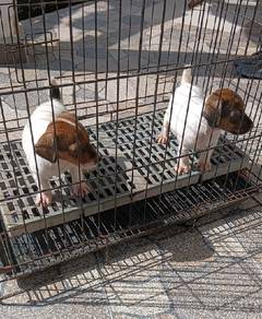 Jack Russell