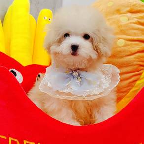 Maltipoo