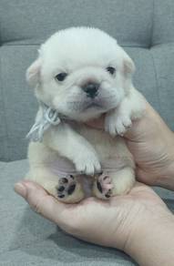 PUG PUPPIES 654 🌻 REHOME Boy