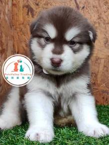 Wooly Husky