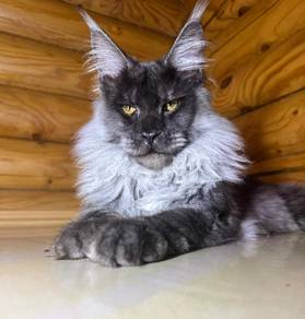 Maine Coon Male Import 🇷🇺