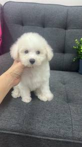 PomaPoo (Pomeranian mix Poodle) 