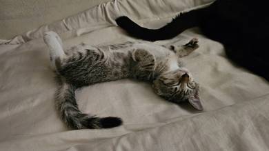 Cats for Adoption